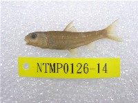 藏品(臺灣鏟頜魚)的圖片